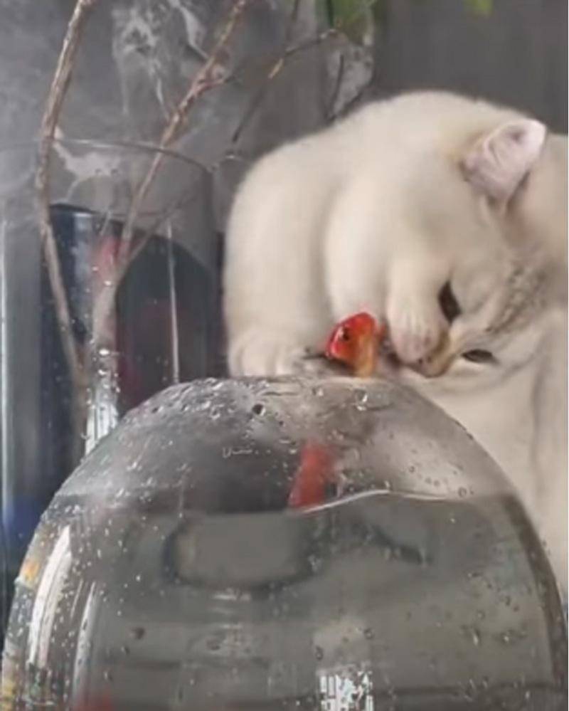 YouTube.com/earth animals